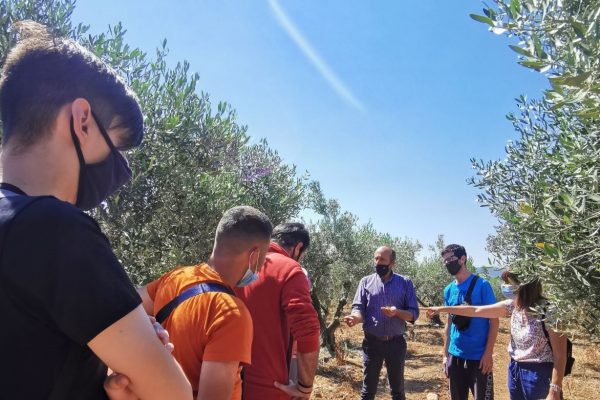 picture 1 Visit to an olive grove.